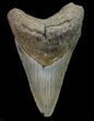 Megalodon Tooth - North Carolina #67297-1